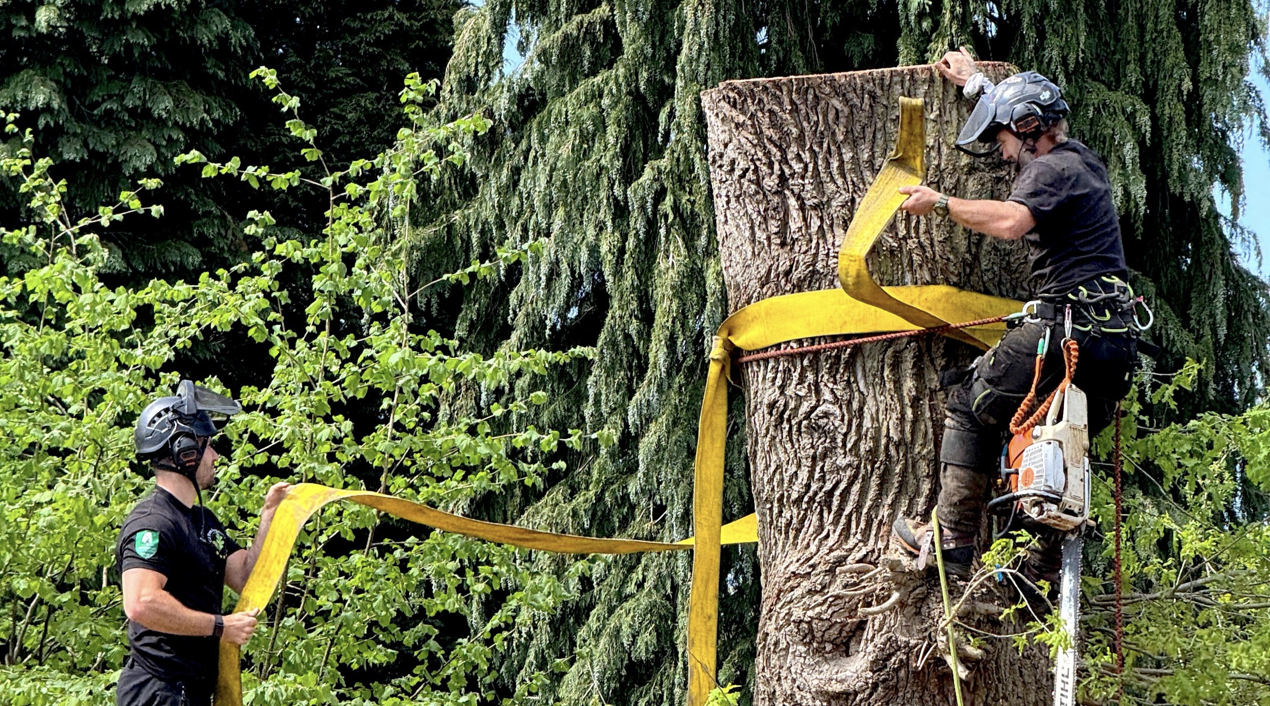 Tree surgery service